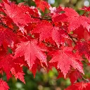 acer rubrum.webp