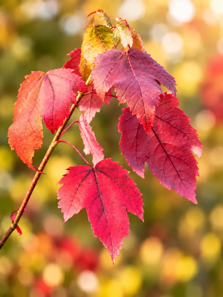 acer r scanlon.webp