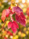 acer r scanlon.webp