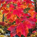 acer sun.webp