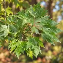 acer.webp
