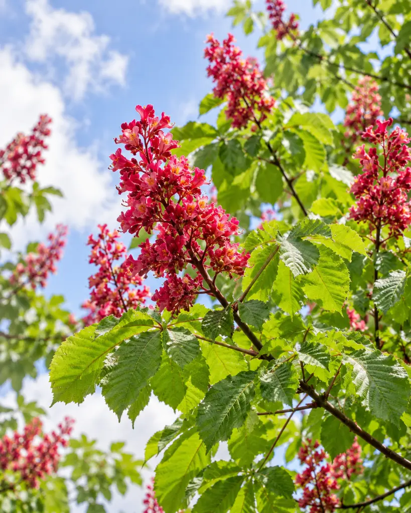 aesculus.webp
