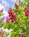 aesculus.webp