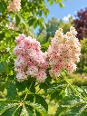 aesculus.webp