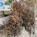 Carpinus betulus