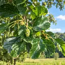 alnus glut.webp