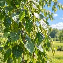 betula.webp