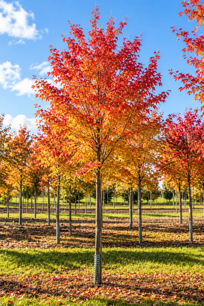amelanchier a.webp