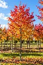 amelanchier a.webp