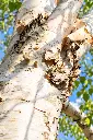 betula tronc.webp