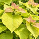 catalpa b aurea.webp