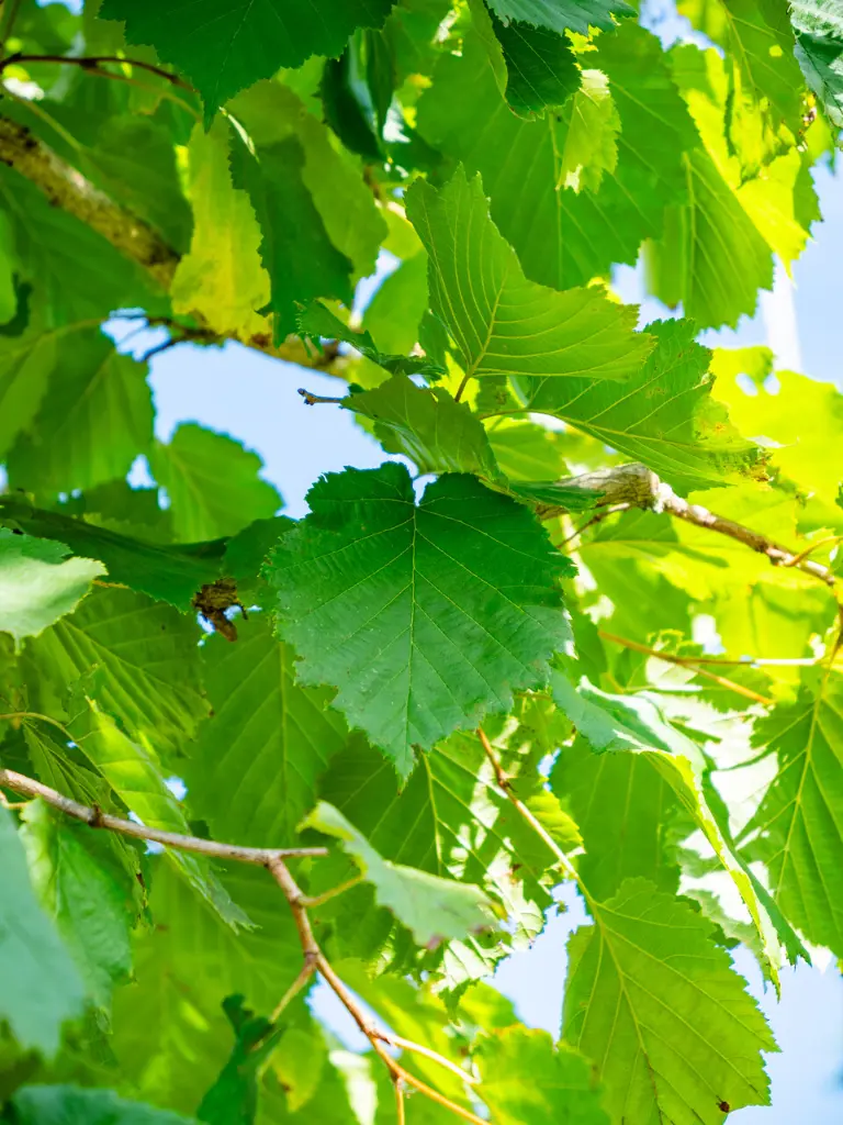 corylus.webp