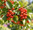 crataegu carrieri.webp