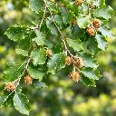 fagus.webp