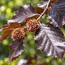 fagus pourpre.webp