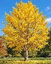 ginkgo jaune.webp