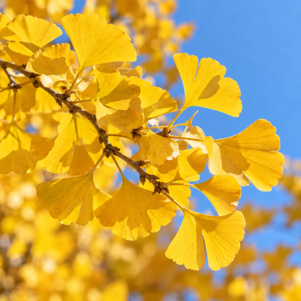 ginkgo feuille jaune.webp