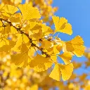 ginkgo feuille jaune.webp