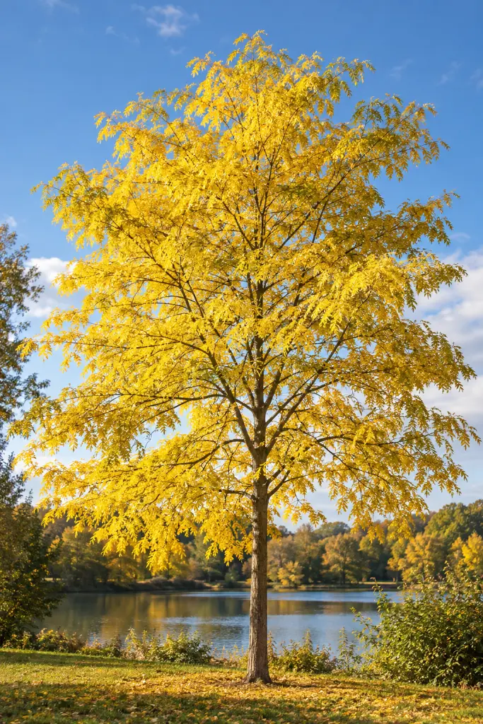 gleditsia skyline jaune.webp