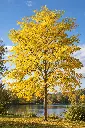 gleditsia skyline jaune.webp
