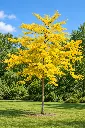 gleditsia sunburst jaune.webp