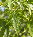 liquidambar feuille.webp