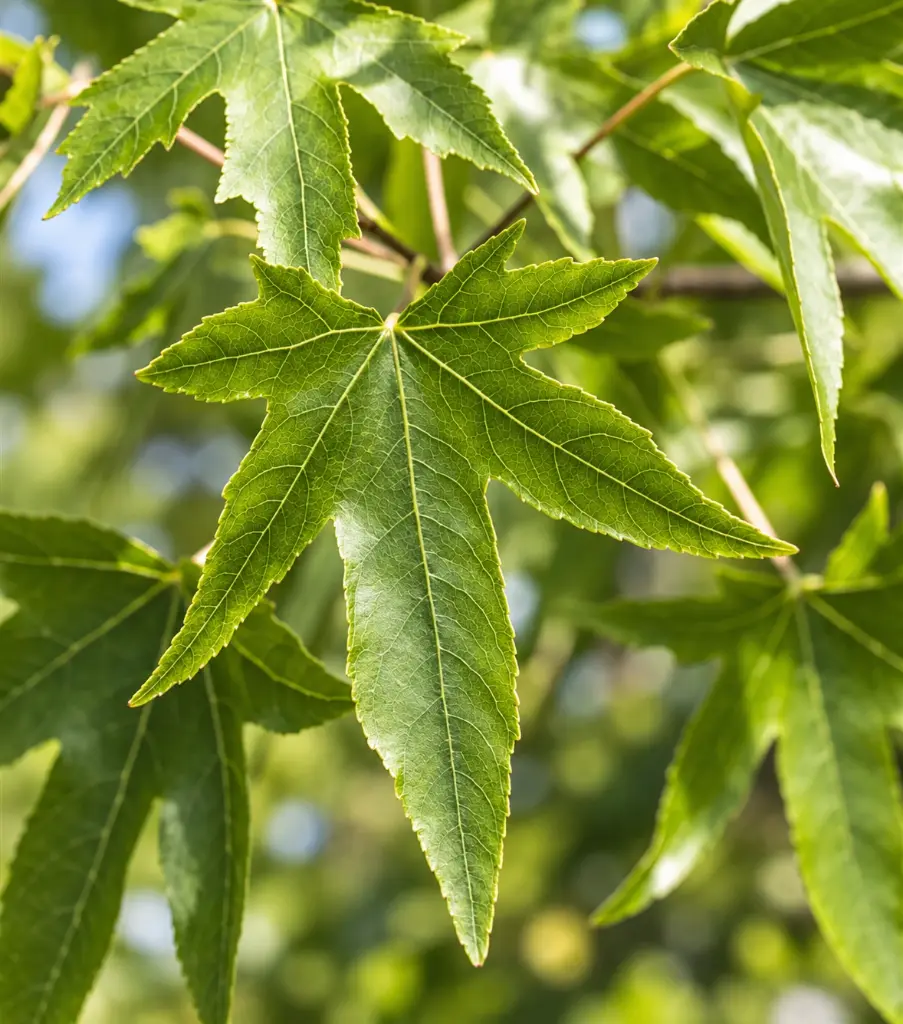 liquidambar feuille.webp