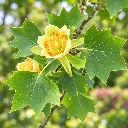 liriodendron feuille.webp
