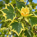 liriodendron aureo feuille fleur.webp