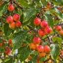 malus.webp
