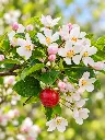 malus red sent.webp