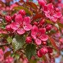 malus v.webp