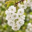 prunus avium plena fleurs.webp