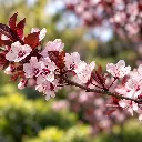 prunus nigra.webp