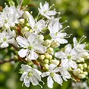 prunus eminens fleurs.webp