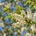 prunus maackii fleurs.webp