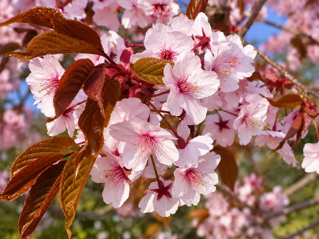 prunus sargentii fleurs.webp