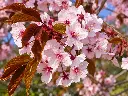 prunus sargentii fleurs.webp