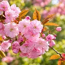 prunus kanzan fleurs.webp
