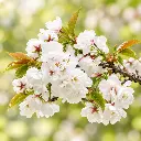 prunus shirotae fleurs.webp