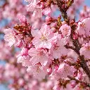 prunus autumnalis rosea fleurs.webp