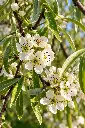 pyrus salicifolia fleurs.webp