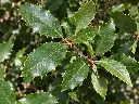 quercus ilex feuille.webp
