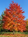 quercus palustris automne.webp