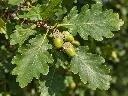quercus feuille.webp