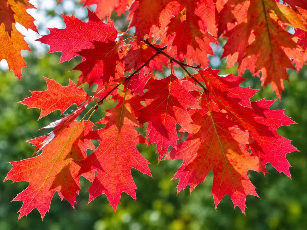 quercus rubra feuille.webp