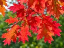 quercus rubra feuille.webp