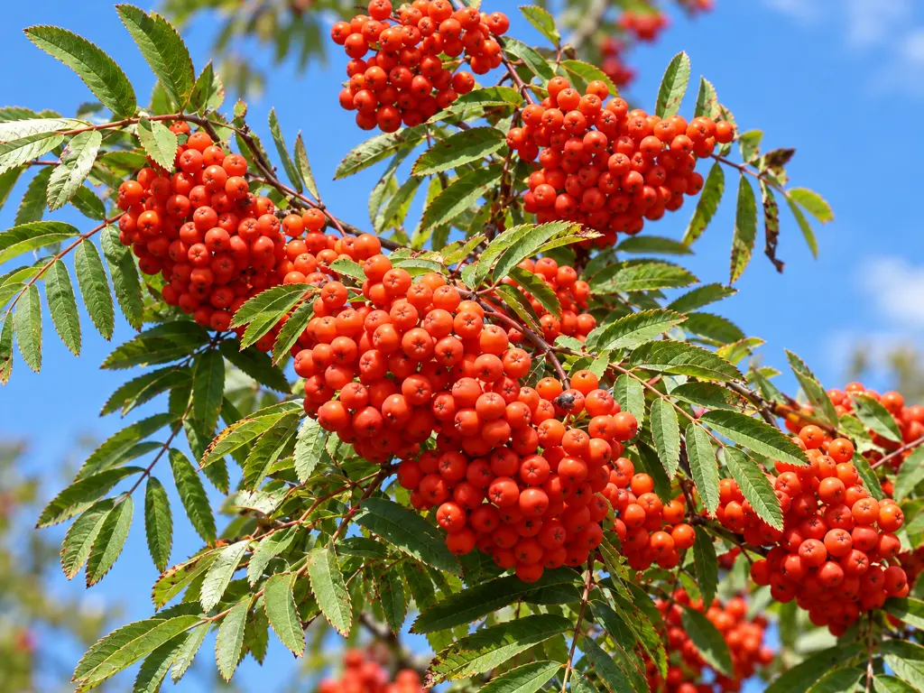 sorbus aucuparia fruits.webp