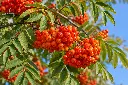 sorbus edulis fruits.webp