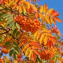 sorbus wettra feuille.webp